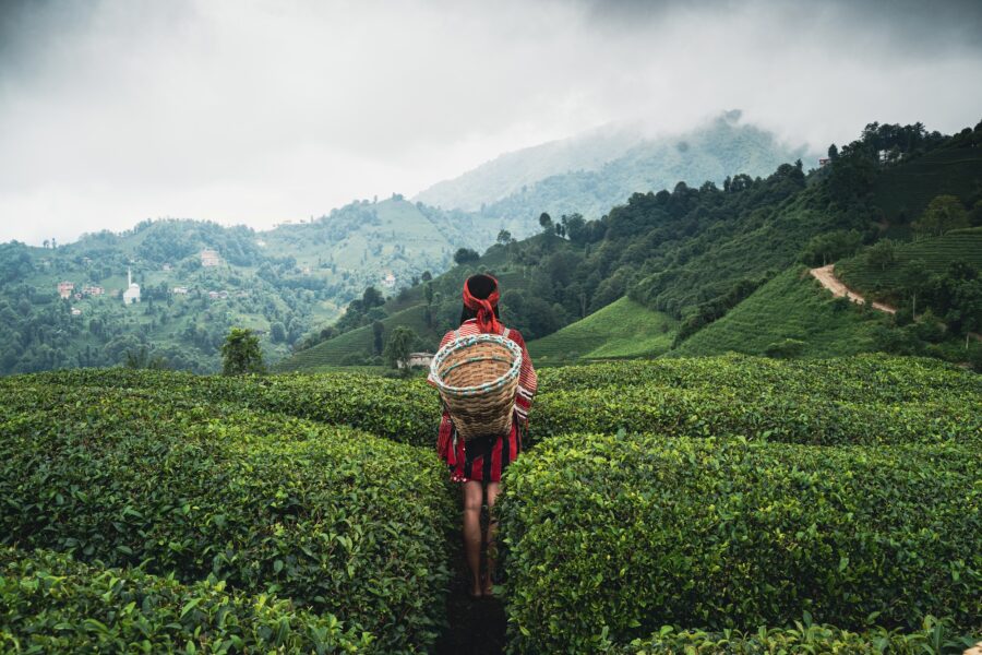 rear view of woman with basket wearing harvesting clothes between rows of Turkish tea plantations